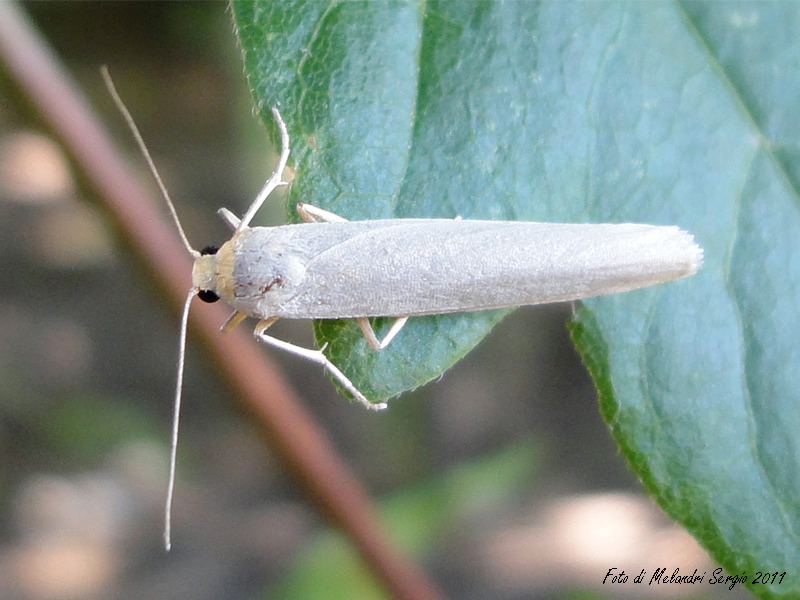 Arctiidae dalla Sicilia?